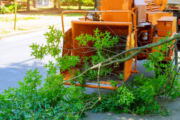 How Our Tree Care Process Works  in  Superior, AZ