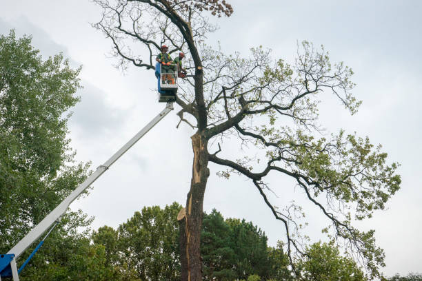 Professional Tree Care Services in Superior, AZ