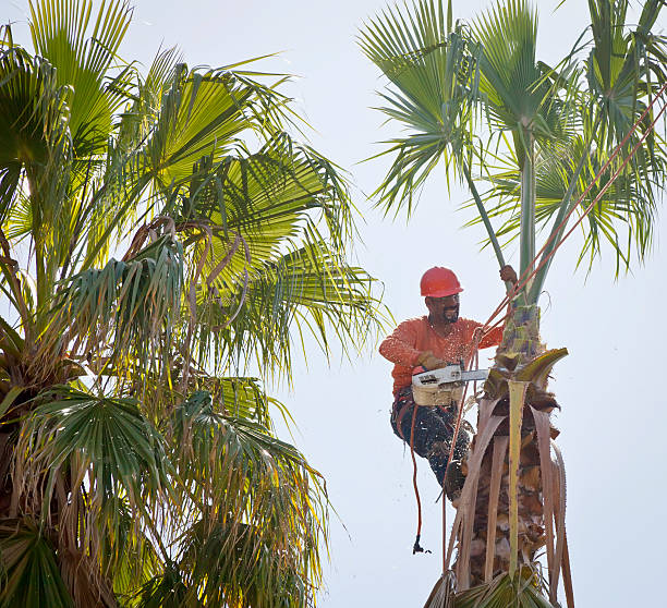 Best Arborist Consultation Services  in Superior, AZ